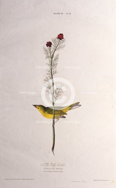 Selby's Fly Catcher. From "The Birds of America", 1827-1838. Creator: Audubon, John James (1785-1851).