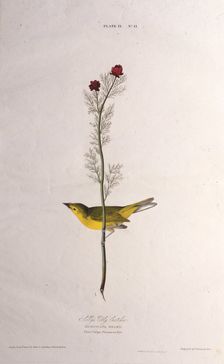 Selby's Fly Catcher. From "The Birds of America", 1827-1838. Creator: Audubon, John James (1785-1851)