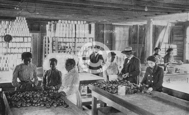 Selecting fruit for canning, 1904. Creator: Frances Benjamin Johnston.