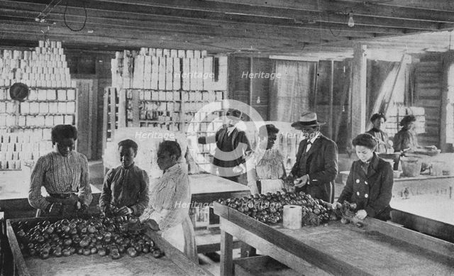 Selecting fruit for canning, 1904. Creator: Frances Benjamin Johnston.