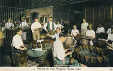 Selecting the Cigar Wrappers, Havana, Cuba c1910