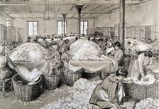 Selection of May roses in a perfume factory, the workers remove some leaves and stems left..., 1922. Creator: Etienne Cournault (1891-1948)