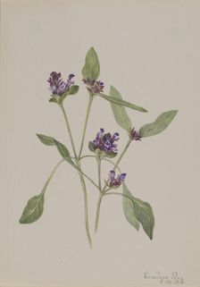 Self-Heal (Prunella vulgaris), 1918. Creator: Mary Vaux Walcott