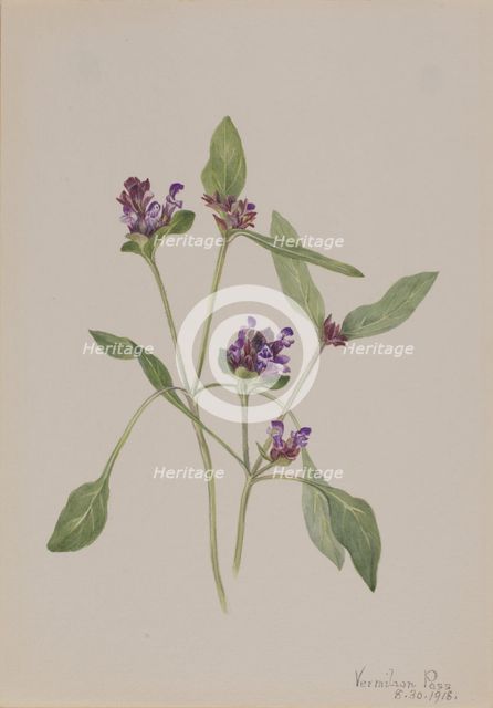 Self-Heal (Prunella vulgaris), 1918. Creator: Mary Vaux Walcott.