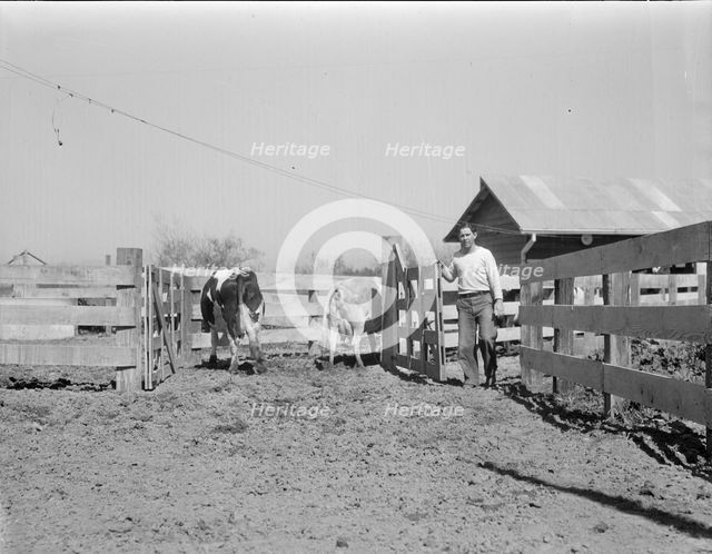 Self-help cooperative dairy, near Santa Ana, California, 1936. Creator: Dorothea Lange.