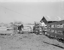 Self-help cooperative dairy, near Santa Ana, California, 1936. Creator: Dorothea Lange