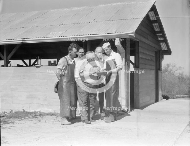 Self-help cooperative dairy, near Santa Ana, California, 1936. Creator: Dorothea Lange.