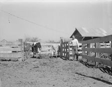 Self-help cooperative dairy, near Santa Ana, California, 1936. Creator: Dorothea Lange