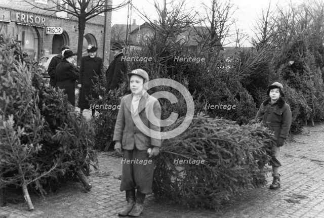 Selling Christmas trees in the square of Trelleborg, Sweden, 1950s. Creator: Unknown.