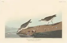 Semi-palmated Sandpiper, 1838. Creator: Robert Havell