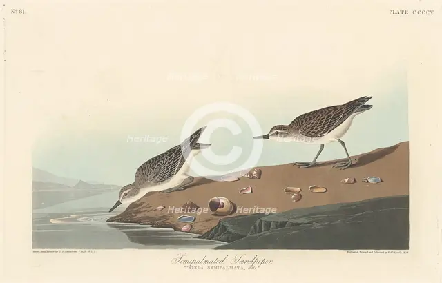 Semi-palmated Sandpiper, 1838. Creator: Robert Havell.