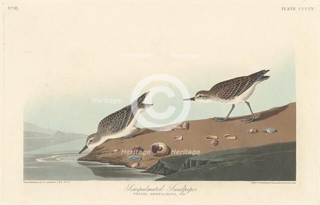 Semi-palmated Sandpiper, 1838. Creator: Robert Havell.