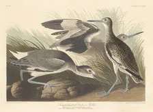 Semi-palmated Snipe or Willet, 1835. Creator: Robert Havell