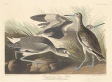 Semi-palmated Snipe or Willet, 1835. Creator: Robert Havell
