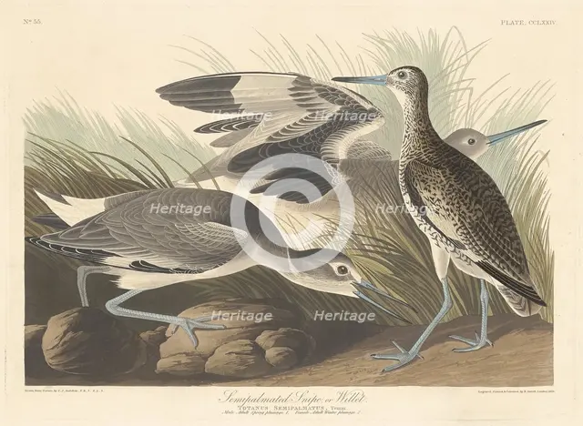 Semi-palmated Snipe or Willet, 1835. Creator: Robert Havell.