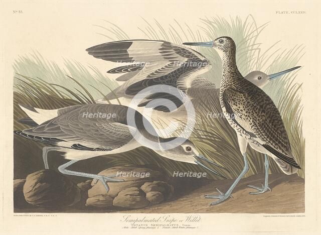 Semi-palmated Snipe or Willet, 1835. Creator: Robert Havell.