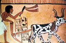 Sennutem ploughing with cattle, Ancient Egyptian tomb painting, New Kingdom (1550-1069 BC)