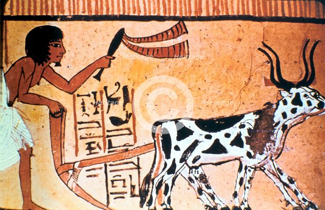 Sennutem ploughing with cattle, Ancient Egyptian tomb painting, New Kingdom (1550-1069 BC). Artist: Unknown