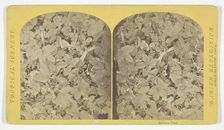 Sensitive Plant, 1870. Creator: Tim O'Sullivan