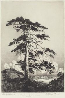 Sentinel Pine, c. 1916. Creator: George Elbert Burr