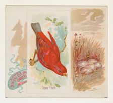 Sepoy Finch, from the Song Birds of the World series (N42) for Allen & Ginter Cigarettes, ..., 1890. Creator: Allen & Ginter