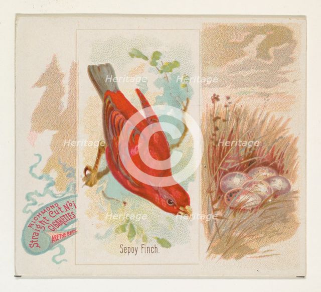 Sepoy Finch, from the Song Birds of the World series (N42) for Allen & Ginter Cigarettes, ..., 1890. Creator: Allen & Ginter.