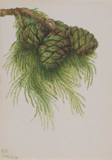 Sequoia (Sequoia gigantea), 1896. Creator: Mary Vaux Walcott