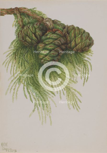 Sequoia (Sequoia gigantea), 1896. Creator: Mary Vaux Walcott.