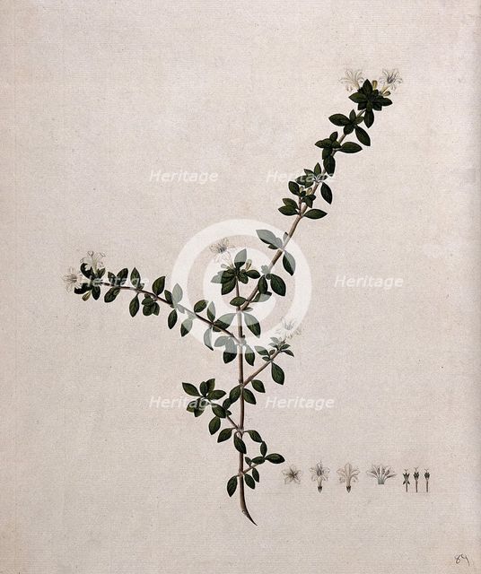 Serissa japonica (Thunb) Thunb: flowering stem and floral segments, (17--). Creator: Unknown.