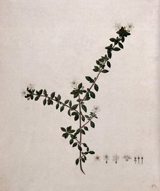Serissa japonica (Thunb) Thunb: flowering stem and floral segments, (17--). Creator: Unknown