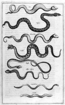 Serpents, 1675. Artist: Athanasius Kircher