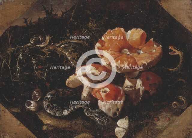 Serpents, Fly Agarics and Thistles, mid-17th century. Creator: Paolo Porpora.