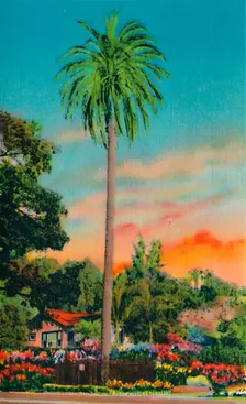Serra Palm. The First Palm Tree in California c1941