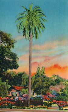 Serra Palm. The First Palm Tree in California c1941