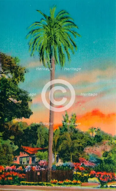 'Serra Palm. The First Palm Tree in California', c1941. Artist: Unknown.