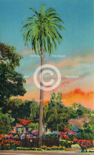 'Serra Palm. The First Palm Tree in California', c1941. Artist: Unknown.