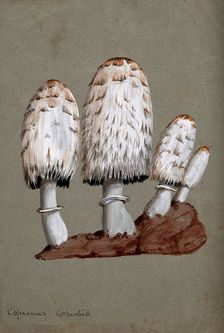 Shaggy ink cap or lawyer's wig fungus (Coprinus comatus): fruiting bodies on soil, c1890s. Creator: Unknown