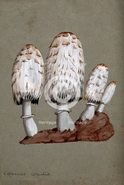 Shaggy ink cap or lawyer's wig fungus (Coprinus comatus): fruiting bodies on soil, c1890s. Creator: Unknown.