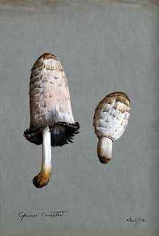 Shaggy ink cap or lawyer's wig fungus (Coprinus comatus): two fruiting bodies, 1894. Creator: Unknown
