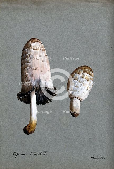 Shaggy ink cap or lawyer's wig fungus (Coprinus comatus): two fruiting bodies, 1894. Creator: Unknown.