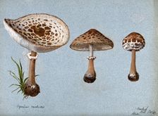 Shaggy parasol mushrooms (Lepiota rhacodes): three fruiting bodies, 1888. Creator: R Baker