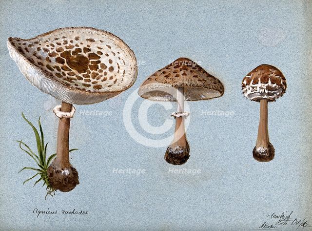 Shaggy parasol mushrooms (Lepiota rhacodes): three fruiting bodies, 1888. Creator: R Baker.