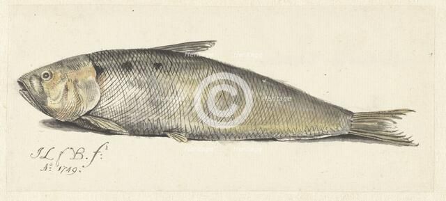 Shad, 1749.  Creator: Johannes le Francq van Berkhey.