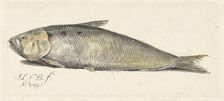Shad, 1749. Creator: Johannes le Francq van Berkhey