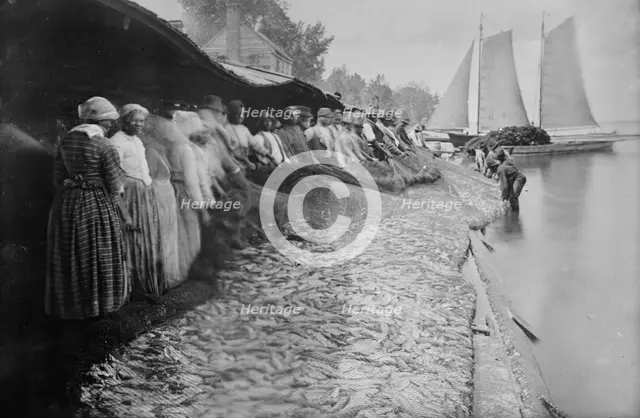 Shad fishing -- fishers and catch, 1915. Creator: Bain News Service.