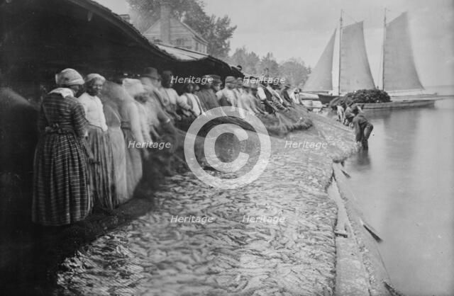 Shad fishing -- fishers and catch, 1915. Creator: Bain News Service.