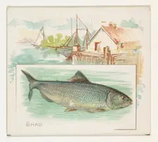 Shad, from Fish from American Waters series (N39) for Allen & Ginter Cigarettes, 1889. Creator: Allen & Ginter