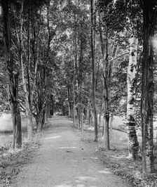 Shady path, Mount Holyoke College, South Hadley,Mass., c1908. Creator: William H. Jackson