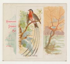 Shaft-tailed Bunting, from the Song Birds of the World series (N42) for Allen & Ginter Cig..., 1890. Creator: Allen & Ginter