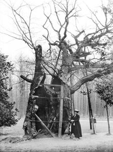 Shambles Oak, Sherwood Forest, Edwinstowe, Nottinghamshire, 1908. Artist: Alfred Newton & Sons